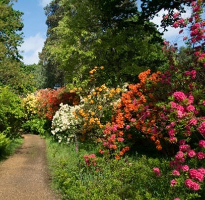 Sir Harold Hillier Gardens - Guided Tour - Rhododendron Woodland - Thursday 15th May 2025 - 2.00pm