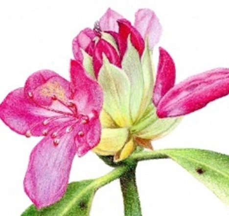 Sir Harold Hillier Gardens - Art Workshop - Rhododendron in Colour Pencil - Saturday 26th April 2025 - 10.00am