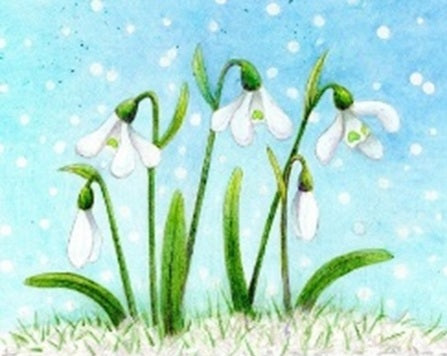Sir Harold Hillier Gardens - Art Workshop - Snowdrops in Watercolour Pencils and Coloured Pencils  - Sunday 8th February 2026 - 10.00am