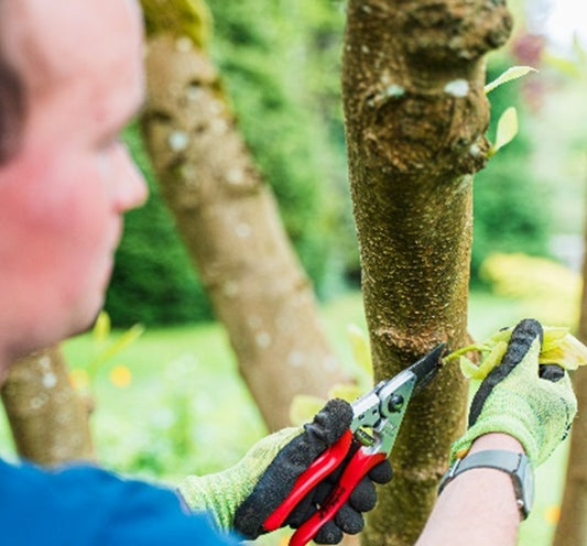 Sir Harold Hillier Gardens - Class - Tree Pruning - Thursday 26th February 2026 - 10.00am