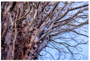 Sir Harold Hillier Gardens - Masterclass: Tree Myths and Folklore - Thursday 10th September 2026 - 9.45am