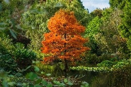 Sir Harold Hillier Gardens - Gardeners’ Breakfast and Tour - Saturday 3rd October 2026 - 8.30am