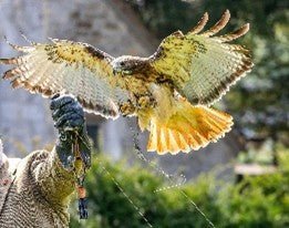 Sir Harold Hillier Gardens - Falconry Photography Day - Saturday 3rd October 2026 - 10.30am