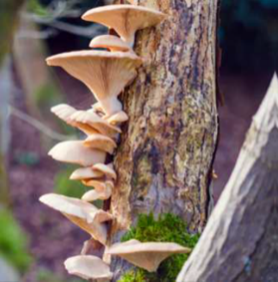 Sir Harold Hillier Gardens - Guided Tour - Discovering Tree Fungi - Thursday 12th November 2026 - 9.30am