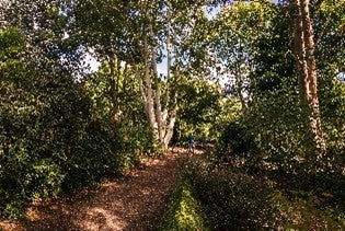 Sir Harold Hillier Gardens - Veteran Trees Masterclass - Thursday 24th September 2026 - 9.45am