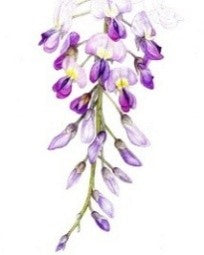 Sir Harold Hillier Gardens - Wisteria in Colour Pencil – Art Workshop - Tuesday 18th May 2027 - 10.00am
