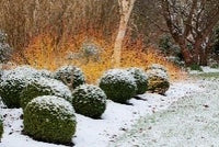 Sir Harold Hillier Gardens - New Year’s Day - Guided Tour - Monday 1st January 2024