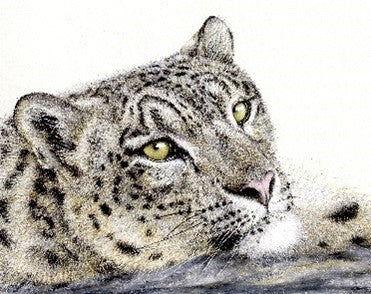 Sir Harold Hillier Gardens - Snow Leopard in Colour Pencil - Art Workshop - Saturday 7th November 2026 - 10.00am