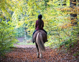 Queen Elizabeth Country Park - Group Horse Box Parking