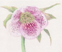 Sir Harold Hillier Gardens - Christmas Rose - Art Workshop -  Wednesday 6th December 2023